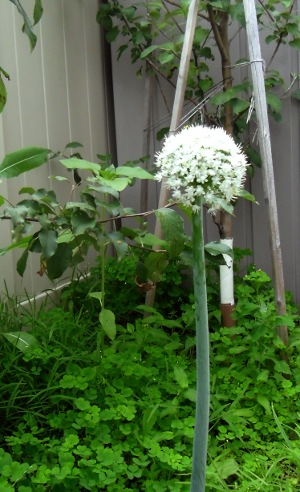 A flowering onion stem: a single umbel atop a tall, leafless scape.